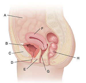 Cross section of female pelvis from the side showing pelvic organs.