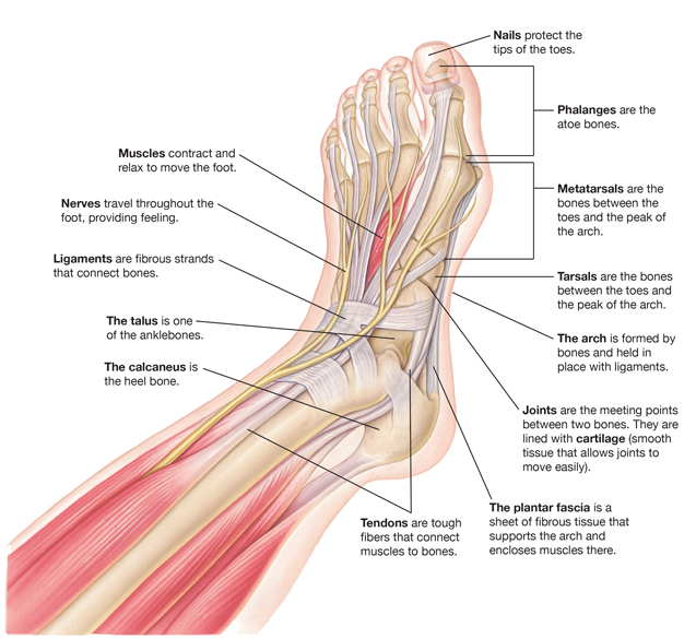 krames-online-parts-of-a-foot