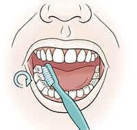 Primer plano de una boca en donde se ve el cepillo dentro de los molares inferiores.
