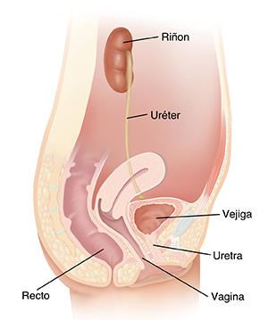 Imagen de las vías urinarias de una mujer.