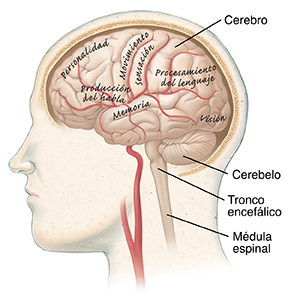 Vista lateral de un cerebro en la que se muestran el cerebelo, el tronco encefálico y la médula espinal.