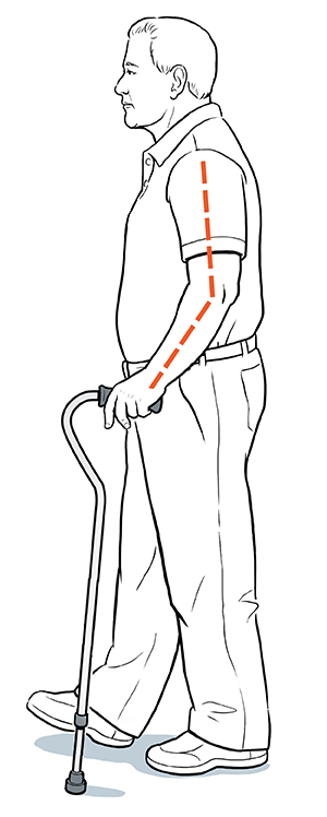 Vista lateral de un hombre caminando con bastón. La línea punteada indica que el codo está ligeramente doblado cuando la mano sostiene la empuñadura.