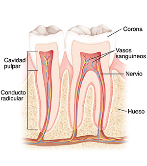 Corte transversal de dos dientes sanos.