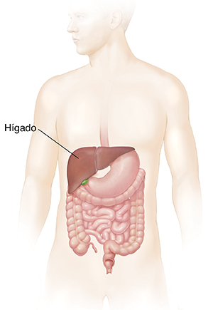 Contorno de un hombre donde pueden verse el sistema digestivo y el hígado.