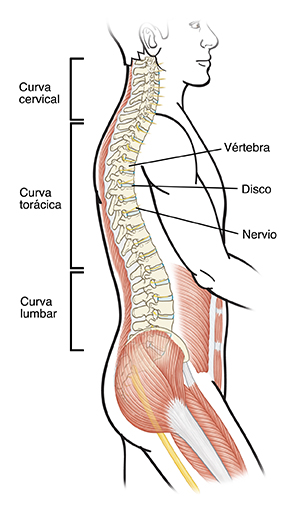 Vista lateral del contorno de un hombre donde pueden verse la columna vertebral, los músculos de la espalda y los músculos abdominales.