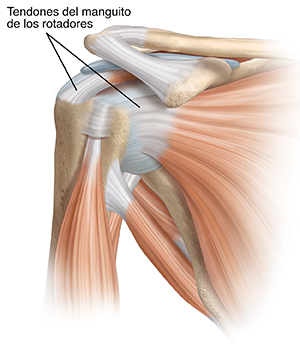 Vista frontal de la articulación del hombro, donde pueden verse los músculos.