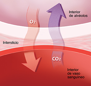 Primer plano de tejido intersticial del pulmón donde se observa el intercambio de gases entre los alvéolos y los capilares.