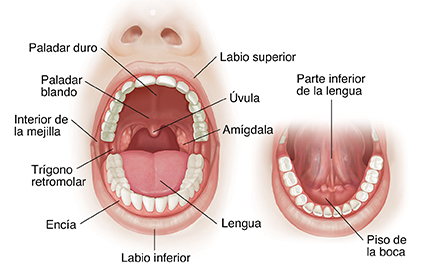 Vista frontal de una boca abierta donde puede verse la anatomía normal.