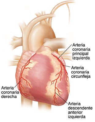 Vista frontal del corazón que muestra las arterias coronarias.
