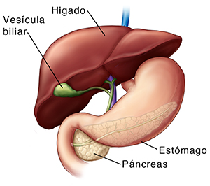 Vista frontal del hígado, la vesícula, el estómago y el páncreas.
