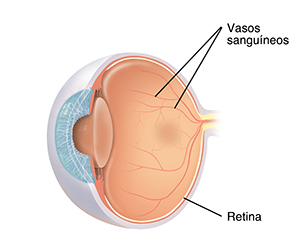 Vista del corte transversal de un ojo donde se ven los vasos sanguíneos normales en la retina.