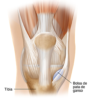 Vista frontal de la articulación de la rodilla, donde se observa la pata de ganso.