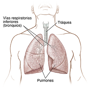  Vista frontal de un torso de hombre en el que se ven las cuerdas vocales, la laringe, los ganglios linfáticos, la tráquea, los bronquios y los pulmones.