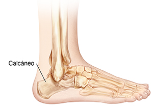 Vista lateral de la parte inferior de la pierna y los huesos del pie donde se observa el hueso del talón.