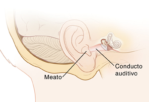 Vista lateral de la cabeza mostrando la apófisis mastoides, la oreja y las estructuras del oído interno.