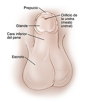 Pene de un niño que apunta hacia arriba para mostrar la parte de abajo. El prepucio rodea el glande en la punta del pene. El escroto está debajo del pene. Abertura de la uretra en el centro del glande.