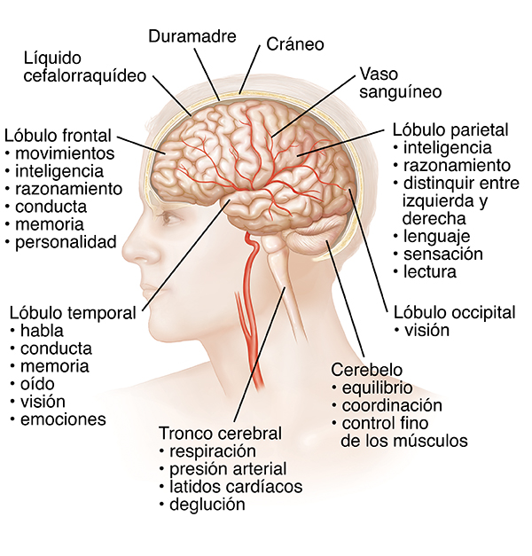 Vista lateral de una cabeza en cuyo interior puede verse el cerebro.