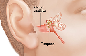 Rostro de un hombre girado parcialmente donde pueden verse las estructuras del oído interno.