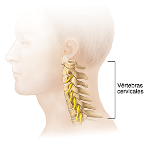 Vista lateral de una cabeza y un cuello donde pueden verse las vértebras cervicales.