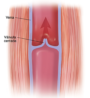 Corte transversal del músculo y de la vena donde se ve la válvula cerrada. La flecha indica el movimiento ascendente de la sangre.