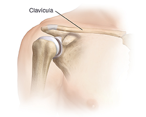 Vista frontal de la articulación del hombro donde se observa la clavícula.