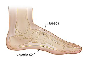 Vista lateral interior del pie de un niño donde se observan los huesos y el arco normal.