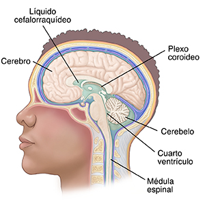 Vista lateral de la cabeza y el cerebro donde se observa el líquido cefalorraquídeo.