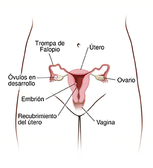 Vista frontal de la pelvis de una mujer, donde se observa un corte transversal del útero, de los ovarios, del cuello uterino, de la vagina y de las trompas de Falopio. El embrión está implantado en la pared del útero.