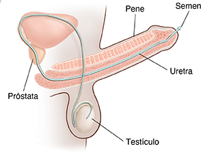 Vista lateral del aparato reproductor masculino con el pene erecto, donde se observa el trayecto de los espermatozoides.