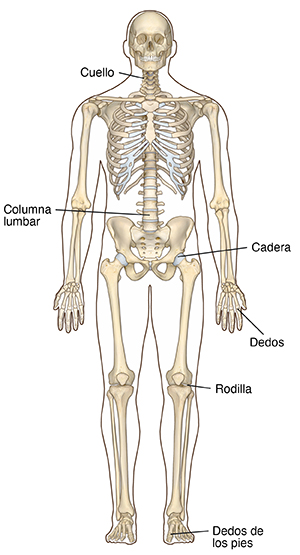 Imagen frontal de un esqueleto completo con el contorno de un hombre que muestra las articulaciones normalmente afectadas por la artrosis, entre las que se incluyen las del cuello, la columna lumbar, las caderas, los dedos de las manos, las rodillas y los dedos de los pies.