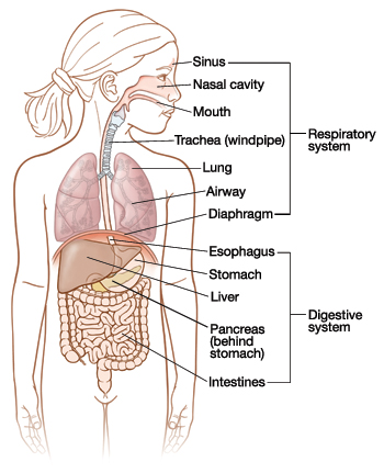 Front view of child showing respiratory and digestive systems.