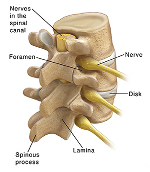 Three-quarter back view of three lumbar vertebrae