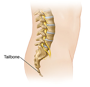 Side view of male torso showing spine and tailbone.