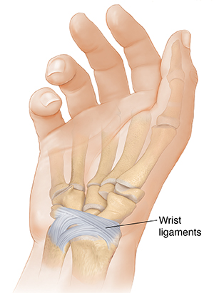 Palm view of hand showing palmar radiocarpal ligament and palmar ulnocarpal ligament.