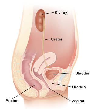 Side view cross section of female urinary tract.