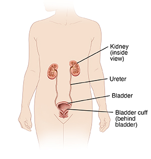 Front view of abdomen and pelvis showing kidneys, ureters, and bladder.