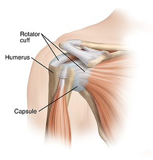 Front view of shoulder showing rotator cuff, humerus, glenoid, capsule, and humeral head.