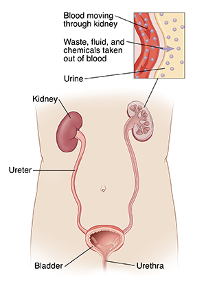 Front view of bladder, urethra, and kidneys. Inset shows blood being filtered in kidney to remove wastes.