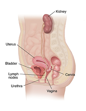 Cross section of female pelvis and abdomen highlighting urogenital tract.