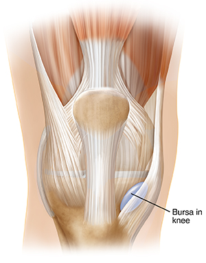 Front view of knee showing bursa.