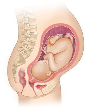 Side view of female body showing reproductive system and 8 month fetus.