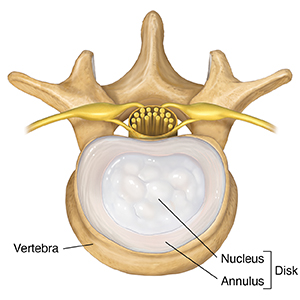 Top view of vertebra and disk.