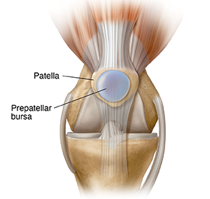 Front view of knee joint showing prepatellar bursa.