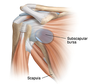 Front view of shoulder joint with muscles, showing subscapular bursa.