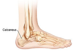 Side view of lower leg and foot bones showing heel bone.