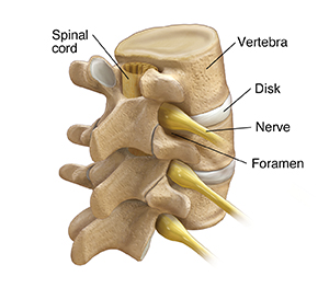 Three-quarter back view of three lumbar vertebrae, spinal cord, and spinal nerves.