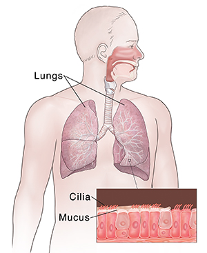 Front view of man showing respiratory system. Inset shows cilia and mucus.