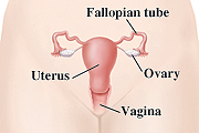 Female reproductive system including fallopian tube, ovary, uterus and vagina.