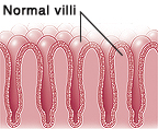 Closeup cross section of normal intestinal villi.