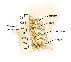 Side view of cervical spine with lowest vertebra in cross section to show spinal cord.